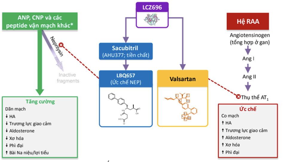 Cơ chế tác động và tác dụng của LCZ696