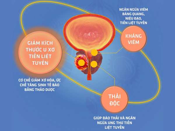 Cơ chế tác dụng của Urina Pros 