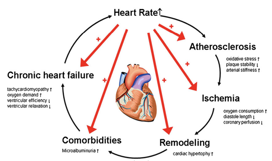 Tác động của tăng tần số tim trong bệnh lý tim mạch