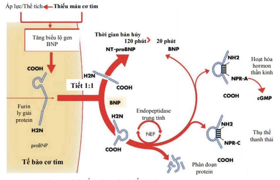 Sinh tổng hợp, bài tiết, thải trừ BNP và NT – proBNP