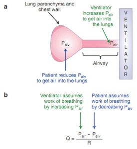 Hình 8.1 Sơ đồ (a) và phương trình (b) của hệ hô hấp. Bệnh nhân đảm nhận công thở trong khi hít vào bằng cách co thắt các cơ hô hấp, làm giảm áp lực màng phổi và phế nang. Máy thở đảm nhận công thở trong khi hít vào bằng cách tăng áp lực đường thở gần.