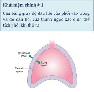 Hình 1.1 Thành ngực đàn hồi hướng ra ngoài và phổi đàn hồi hướng vào trong. Do các lực đối lập này, khoang màng phổi có áp lực dưới áp lực khí quyển vào cuối thời gian thở ra.