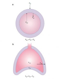 Hình 1.2 (a) Ở trạng thái cân bằng, tổng của các lực hướng ra bên ngoài (mở rộng) phải bằng tổng của các lực hướng vào trong (xẹp) cân bằng nhau. Do đó, áp lực phế nang bằng tổng áp lực màng phổi và áp lực co đàn hồi phổi. (b) Áp lực xuyên phổi là sự khác biệt giữa áp lực phế nang và áp lực màng phổi. Nó bằng và ngược lại với áp lực co đàn hồi của phổi đối với một thể tích phổi nhất định (Ptp = Pel).