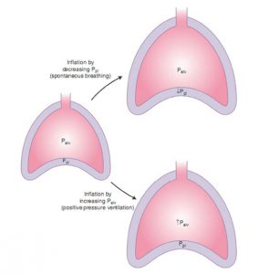 Hình 1.3 Bơm phồng phổi xảy ra hoặc bằng cách giảm áp lực màng phổi (thở tự nhiên) hoặc tăng áp lực phế nang (thông khí áp lực dương). Trong cả hai trường hợp, áp lực xuyên phổi tăng.