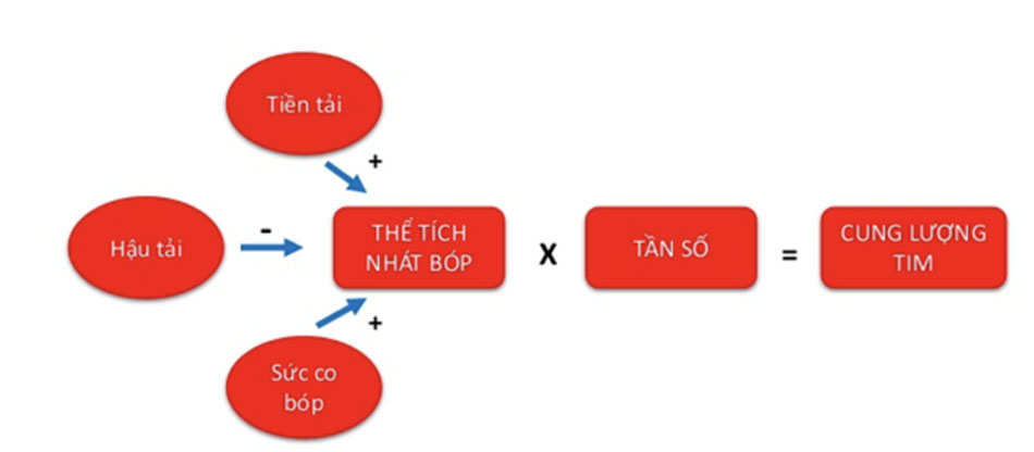 Các yếu tố ảnh hưởng lên cung lượng tim