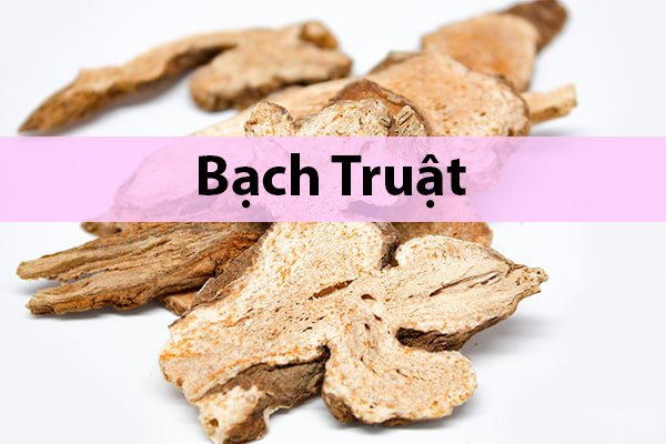 Dược liệu Bạch truật