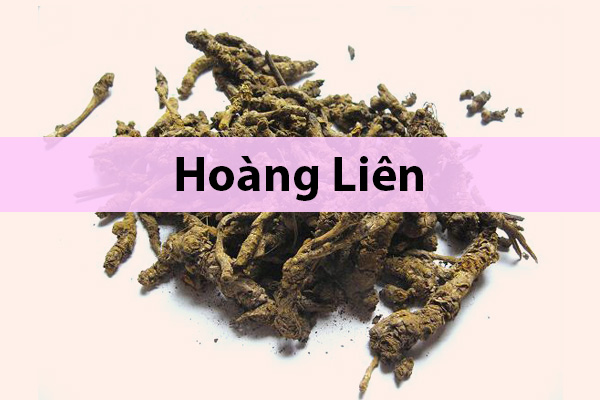 Dược liệu Hoàng liên