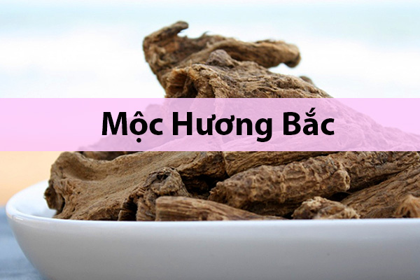 Dược liệu Mộc hương bắc