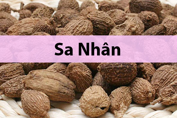 Dược liệu Sa nhân