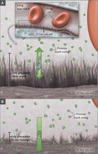 Hình 1. Vai trò của lớp Glycocalyx nội mô trong việc sử dụng Dịch hồi sức.