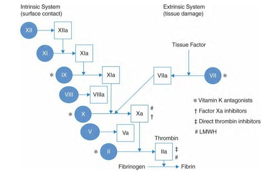 Con đường đông máu nội sinh và ngoại sinh