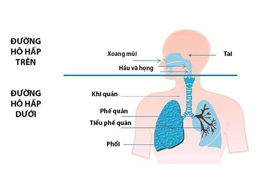 đường hô hấp