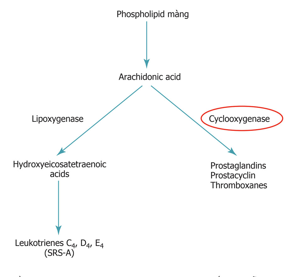 leukotrienes