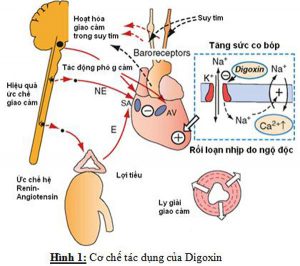 Cơ chế tác dụng của Digoxin
