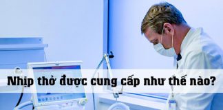 Nhịp thở được cung cấp như thế nào?