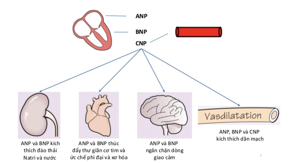 Tác dụng của các peptide lợi niệu