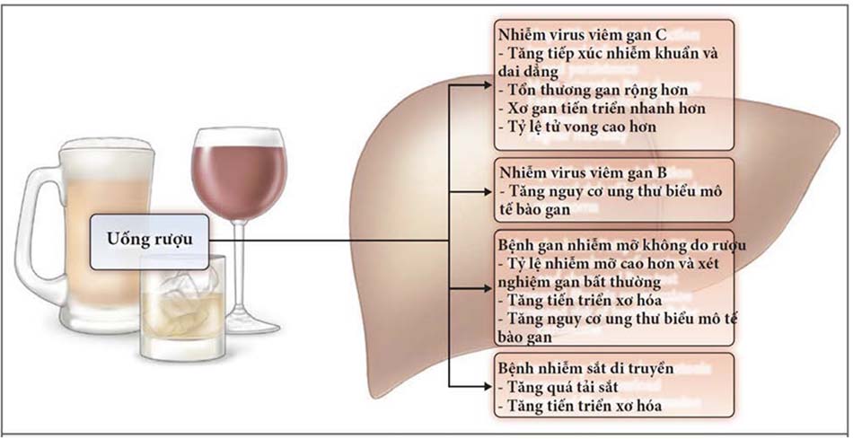 Ảnh hưởng của sử dụng rượu lên các dạng khác nhau của bệnh gan mạn