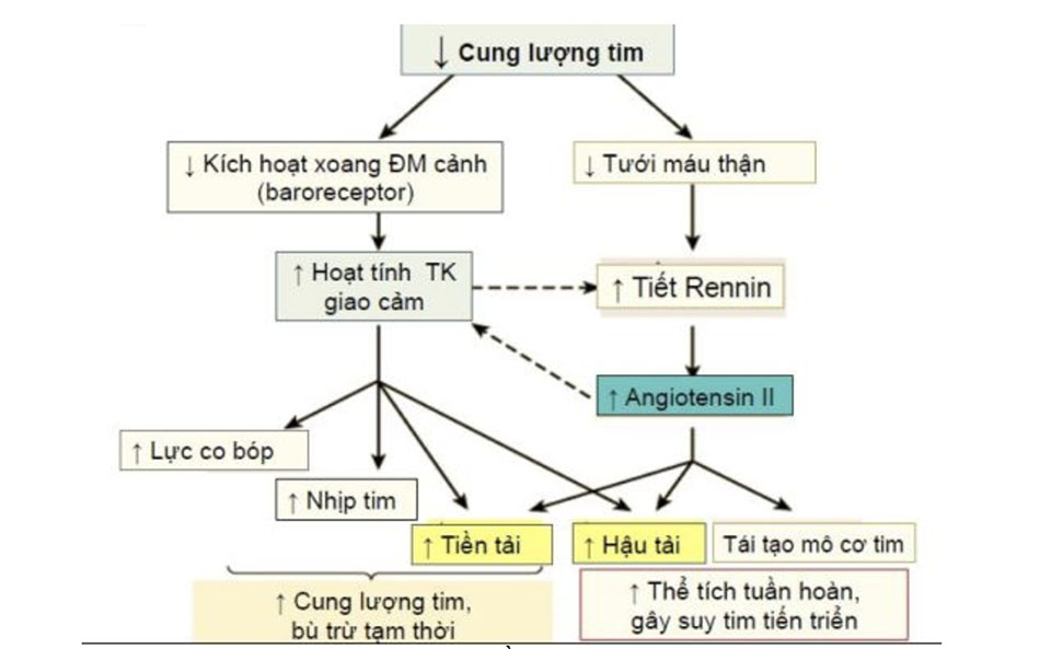 Hoạt động của hệ thần kinh giao cảm trong suy tim