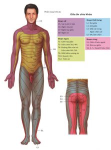 Hình 1.9 Bản đồ Dermatome về suy giảm cảm giác ở chấn thương tủy sống / dây thần kinh cảm giác.