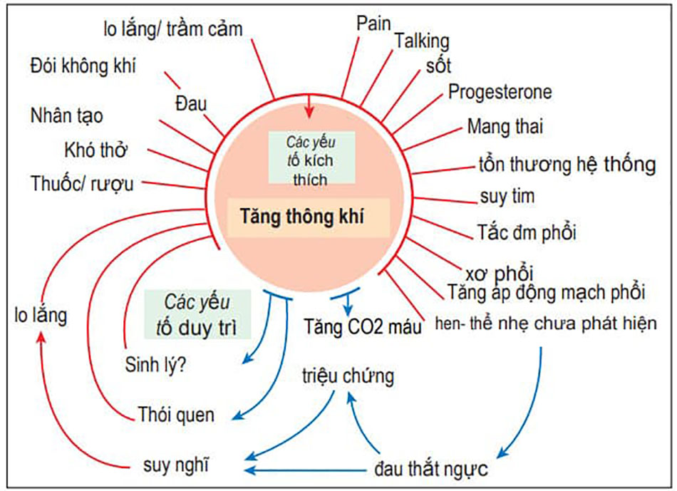 Các yếu tố làm tăng thông khí phổi 