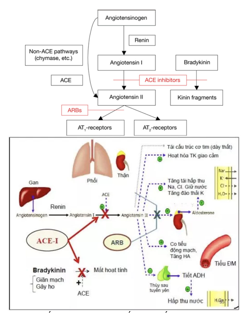 Cơ chế tác động của thuốc ức chế hệ renin – angiotensin