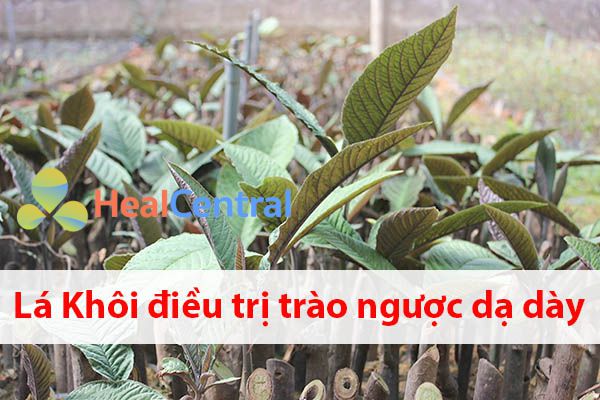 Sử dụng Lá khôi chữa trào ngược dạ dày