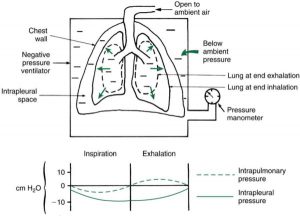 Hình 1.7 Thông khí áp lực âm và cơ học phổi và biểu đồ dạng sóng áp lực (giá trị gần đúng).