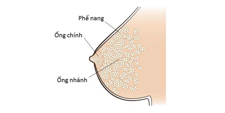 tuyến sữa 