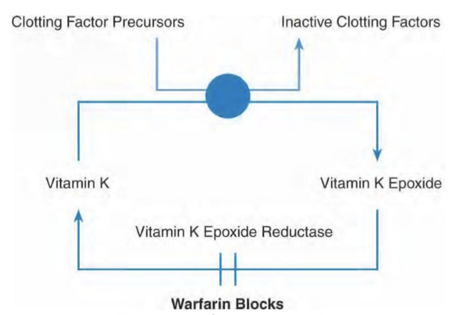 vai trò của vitamin K trong đông máu