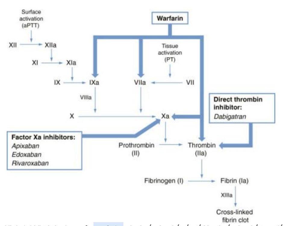 Vị trí tác dụng của warfarin, các thuốc ức chế yếu tố Xa, thuốc ức chế trực tiếp thrombin trên con đường đông máu.