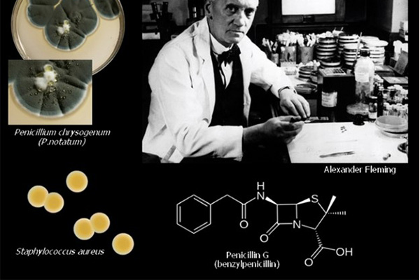 Alexander Fleming và phát minh tìm ra Penicillin đầu tiên (Penicillin G, hay Benzylpenicillin) từ Penicillium notatum