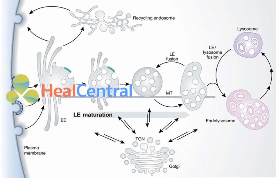 Hệ thống Endosome/Lysosome bắt đầu bằng cách nội hóa các protein ngoại bào vào bên trong bào quan nội bào gọi là endosome sớm (Early Endosome-EE) thông qua con đường nhập bào (Endocytic pathway). Sau đó, endosome sớm trải qua quá trình trưởng thành để trở thành endosome muộn (Late Endosome-LE). Kế tiếp, endosome muộn dung hợp với lysosome để tạo thành endolysosome. Quá trình này sẽ kết thúc khi lysosome tiêu thụ hoàn toàn endosome muộn cùng với các protein ngoại bào chứa trong nó.