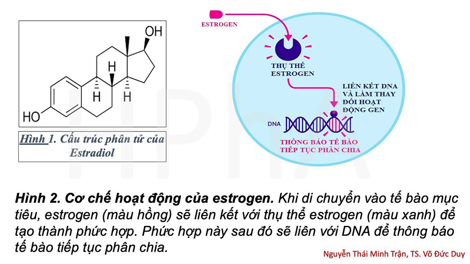 thông qua AF1 và AF2, ER sẽ tuyển dụng CoA để kích hoạt phiên mã một số gen liên quan đến con đường tăng sinh tế bào.