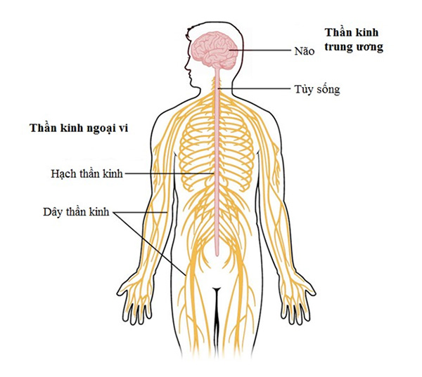 Ảnh. Hệ thần kinh trung ương và thần kinh ngoại biên.