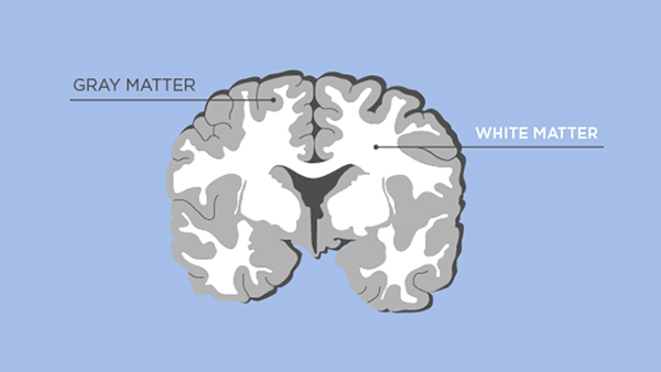 Ảnh. Hình ảnh phân bố chất trắng và chất xám ở não.