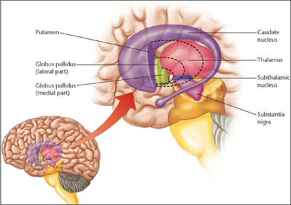 Ảnh. Hình ảnh mô tả các nhân mềm. Caudate nucleus: nhân đuôi, Globus pallidus: nhân bèo nhạt, Putamen: nhân bèo sẫm, Subthalamic nucleus: nhân dưới đồi, Substantia nigra: chất đen.