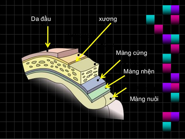 Ảnh. Cấu trúc màng não với 3 lớp màng. Bên ngoài là hộp sọ và da đầu.