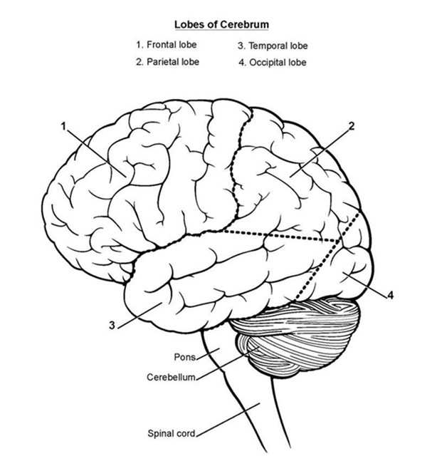 Ảnh. Phân chia các thùy đại não. 1. Thùy trán, 2. Thùy đỉnh, 3. Thùy thái dương, 4. Thùy chẩm.