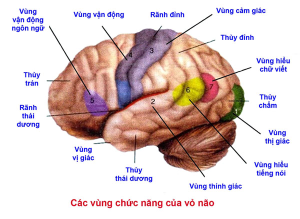 Ảnh. Các vùng chức năng quan trọng trên vỏ não được mô tả vị trí chi tiết. Trong đó, vùng vận động ngôn ngữ (vùng số 5) còn được gọi là vùng Broca, bất thường ở vùng này có thể khiến cho bệnh nhân không nói được, dù cho vẫn hiểu tiếng nói. Còn vùng hiểu tiếng nói (vùng số 6) còn có tên gọi khác là vùng Wernicke, bất thường ở vùng này làm cho bệnh nhân không hiểu được tiếng nói và đồng thời cũng không nói được, dù cho vùng Broca hoàn toàn bình thường.