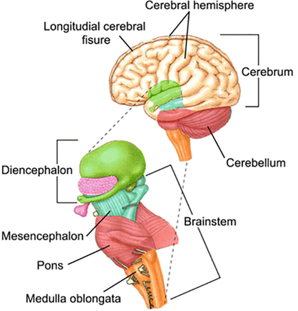 Ảnh. Hình ảnh mô tả cho ta thấy vị trí tương đối của não trung gian (diencephalon), não giữa (mesencephalon), cầu não (pons) và hành não (medulla oblongata). Brainstem: thân não.