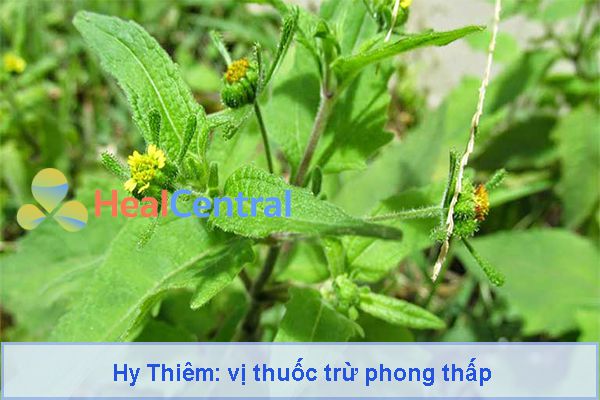 Ảnh: cây Hy Thiêm trừ phong thấp