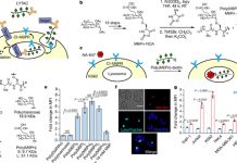 LYsosome-TArgeting Chimeras (LYTACs)