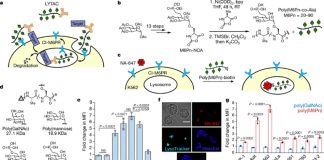 LYsosome-TArgeting Chimeras (LYTACs)