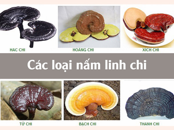 Các loại nấm linh chi