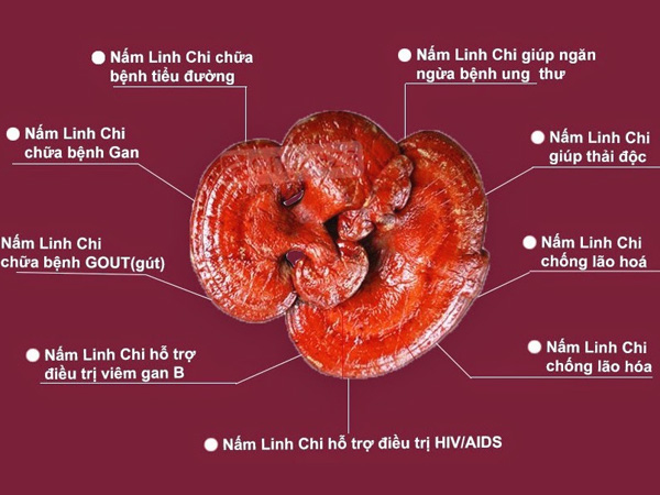 Công dụng của nấm Linh chi