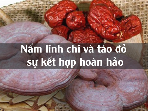 Nấm linh chi – táo đỏ sự kết hợp hoàn hảo