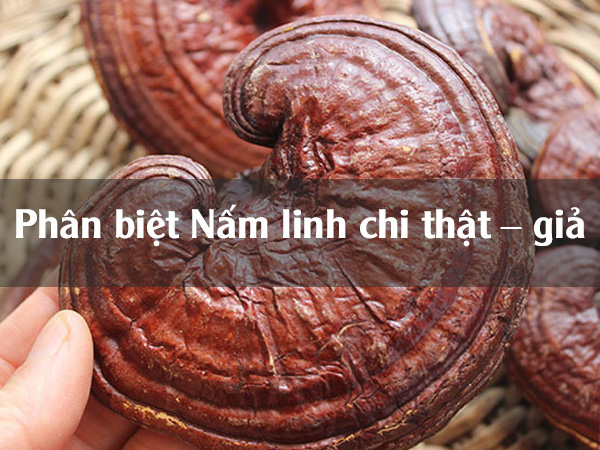 Phân biệt Nấm linh chi thật – giả