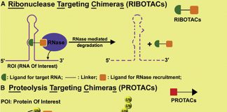 RIBOTACs: Công nghệ giúp phân huỷ RNA