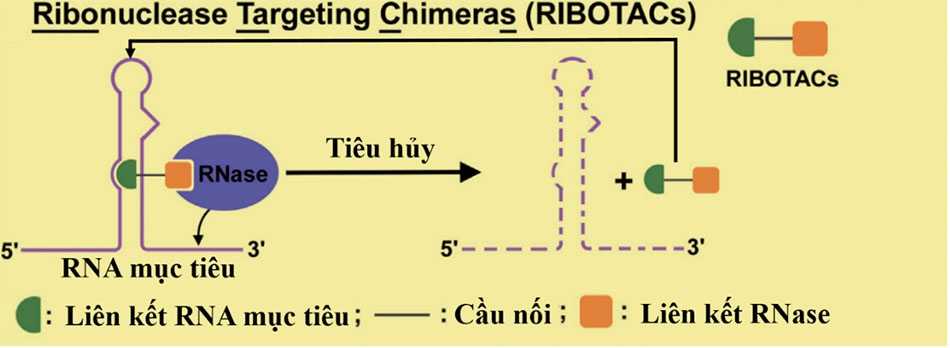 Cơ chế hoạt động của RIBOTACs. RIBOTACs là tiểu phân tử có 2 đầu ái lực cao. Một đầu (xanh lá cây) giúp liên kết với RNA mục tiêu. Đầu còn lại (màu cam) giúp tuyển dụng RNase tới gần RNA mục tiêu cho sự thoái hóa. Hai đầu này được nối bởi một cầu nối (đường kẻ màu đen). Sau khi kích hoạt thoái hóa RNA thành công, RIBOTACs sẽ tách khỏi RNA mục tiêu đã liên kết và bắt cặp với các RNA mục tiêu khác để bắt đầu lại vòng lặp. Điều này cho phép thuốc sử dụng công nghệ RIBOTACs có thể dùng với nồng độ thấp nhưng vẫn đảm bảo tính hiệu quả.