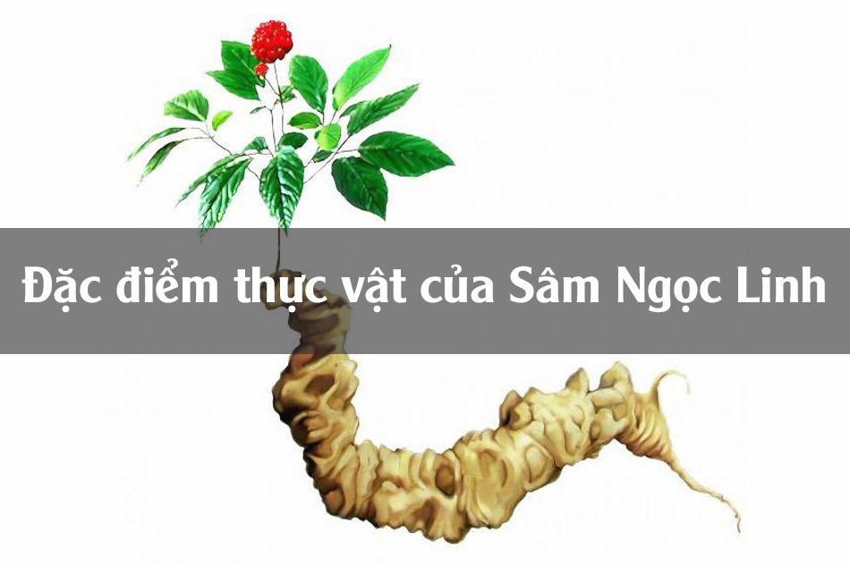 Đặc điểm thực vật của Sâm Ngọc Linh